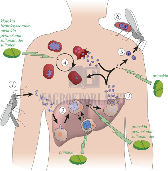 fig5-34.jpg