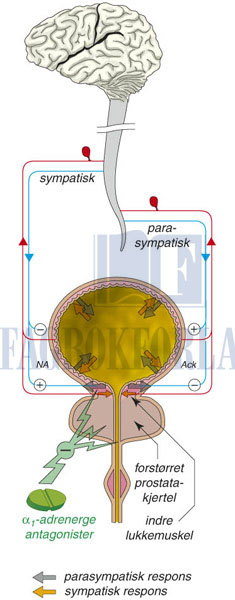 fig16-5.jpg