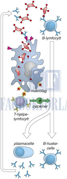 fig6-3.jpg