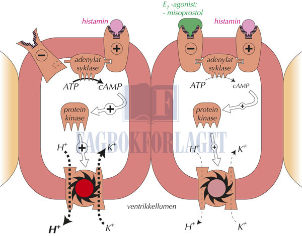 fig10-7.jpg