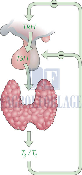 fig12-4.jpg