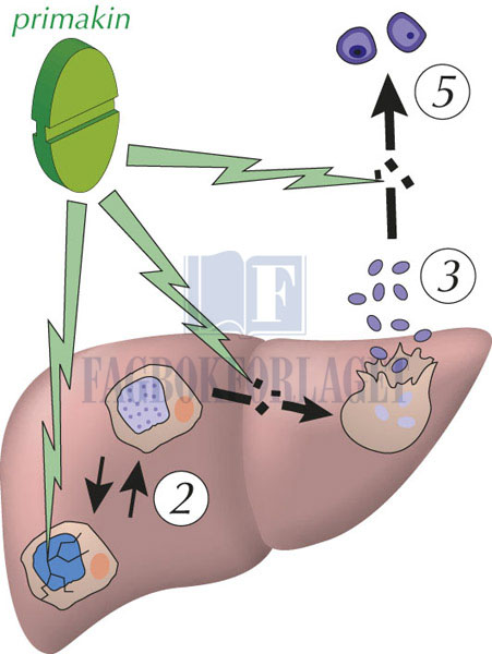 fig5-36.jpg