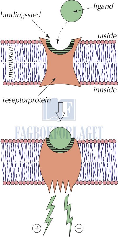 fig3-1.jpg