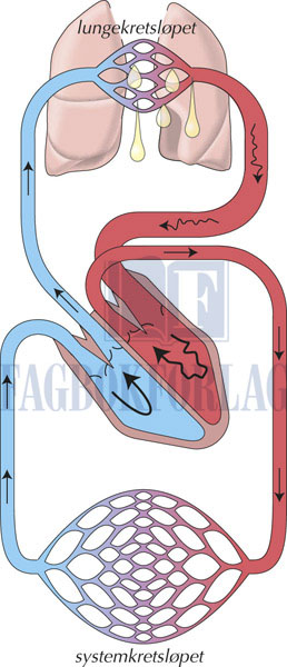 fig8-12.jpg