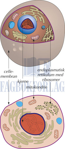 fig5-1.jpg