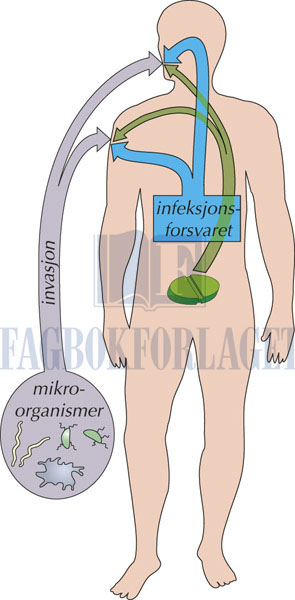 fig5-4.jpg