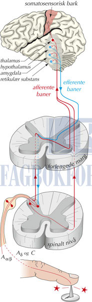 fig4-3.jpg