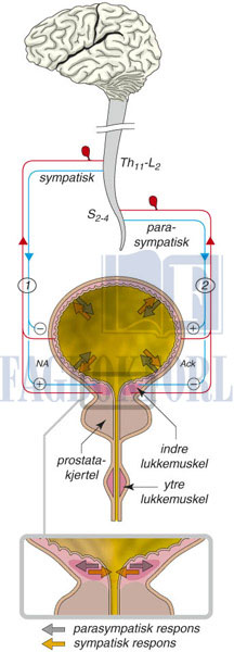 fig16-1.jpg