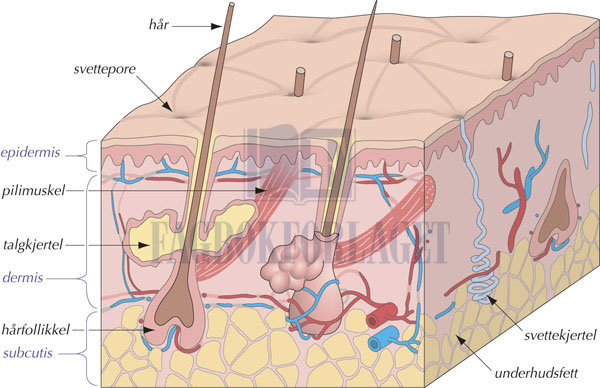 fig14-1.jpg