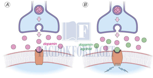 fig2-11.jpg