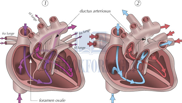 fig10-2.jpg