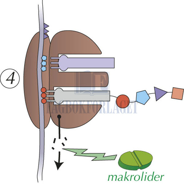 fig5-21.jpg