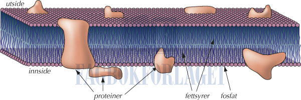 fig4-5.jpg