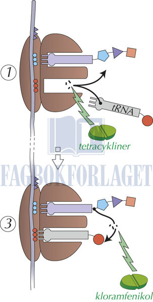 fig5-30.jpg