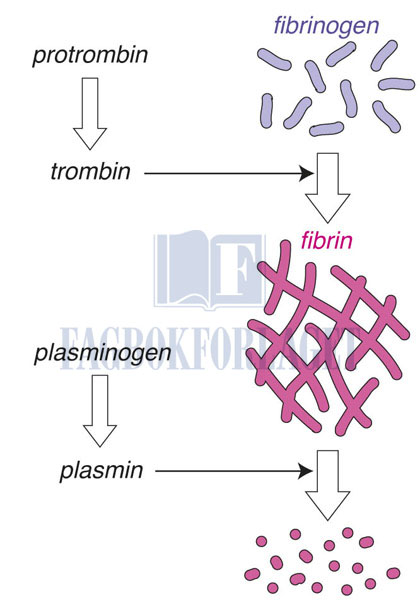 fig11-5.jpg