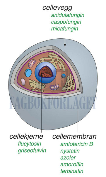 fig5-31.jpg