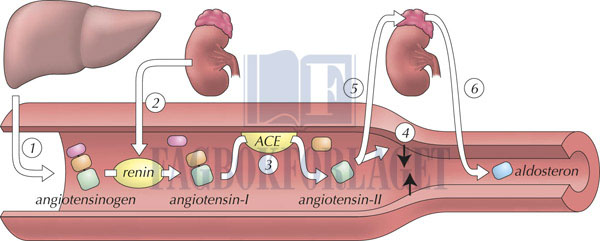 fig8-4.jpg