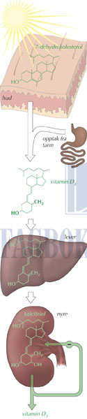 fig12-8.jpg