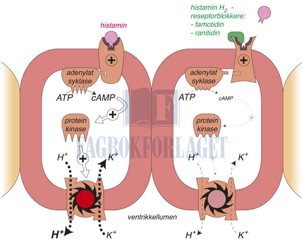 fig10-6.jpg