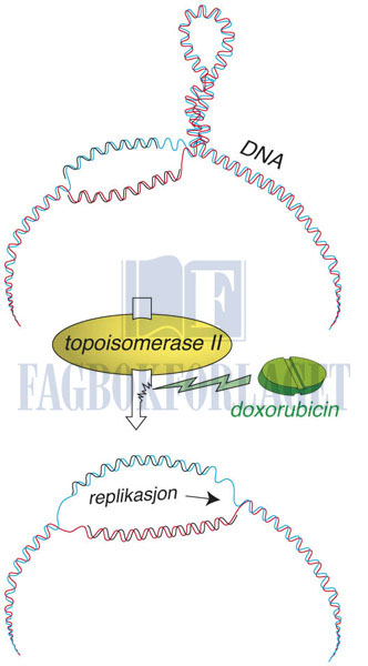 fig13-6.jpg