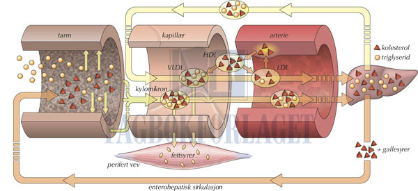 fig8-31.jpg