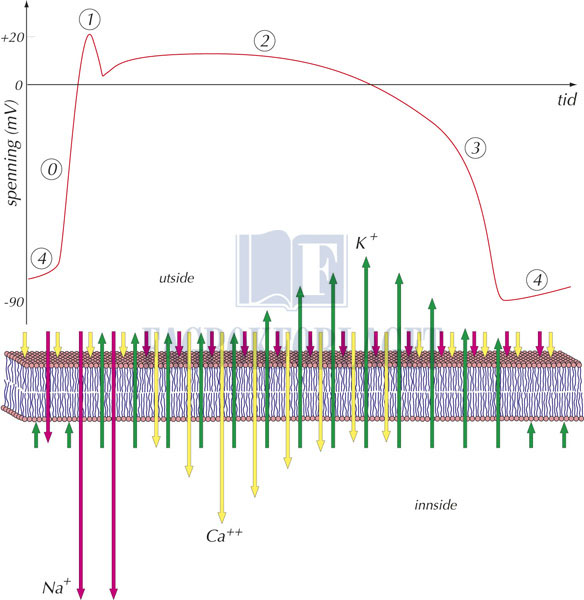 fig8-29.jpg