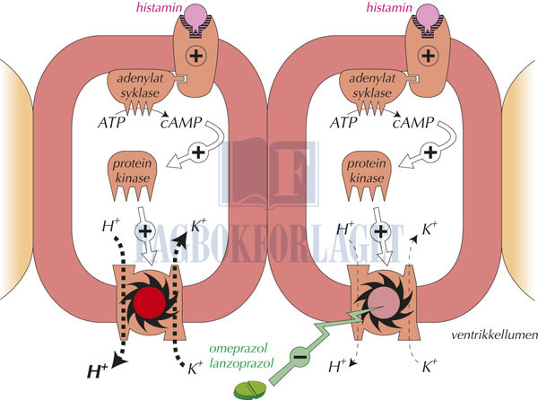 fig10-5.jpg