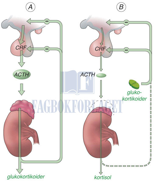 fig12-11.jpg