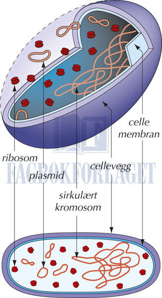 fig5-2.jpg