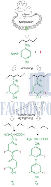 fig12-5.jpg