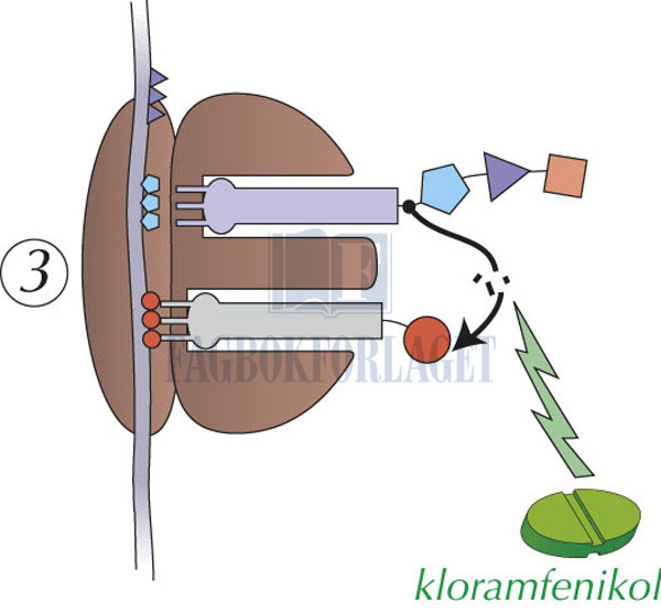 fig5-20.jpg