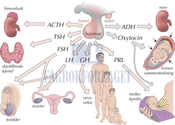 fig12-2.jpg